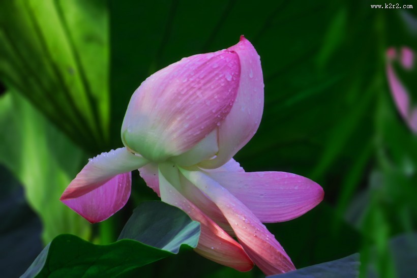 风雨后的荷花图片