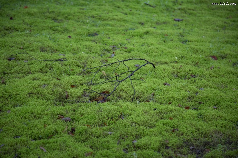绿色的苔藓图片大全