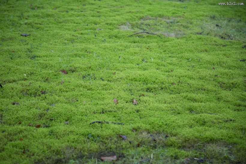 绿色的苔藓图片大全