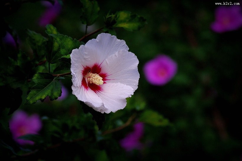 白色木槿花图片