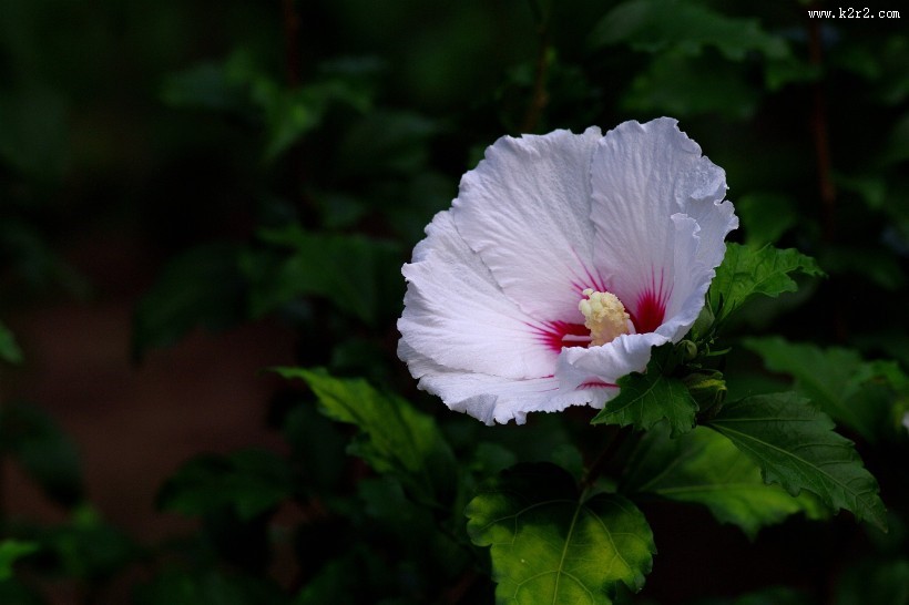 白色木槿花图片