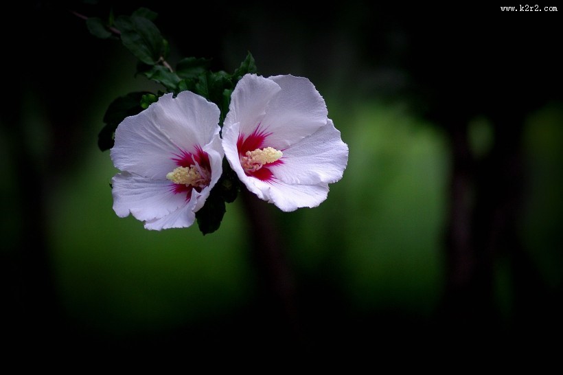 白色木槿花图片