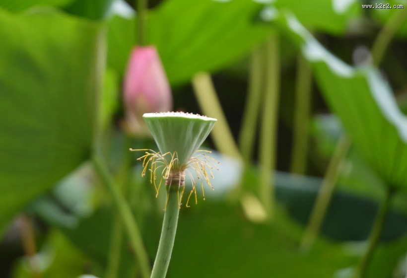 清晨的荷花图片