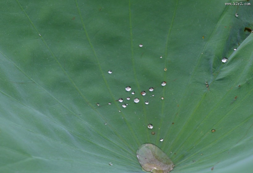 清晨的荷花图片