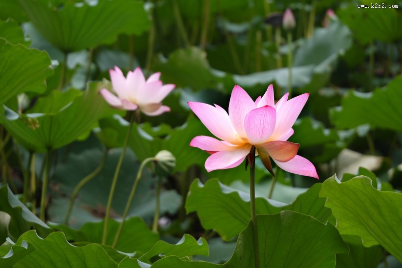 清晨的荷花图片