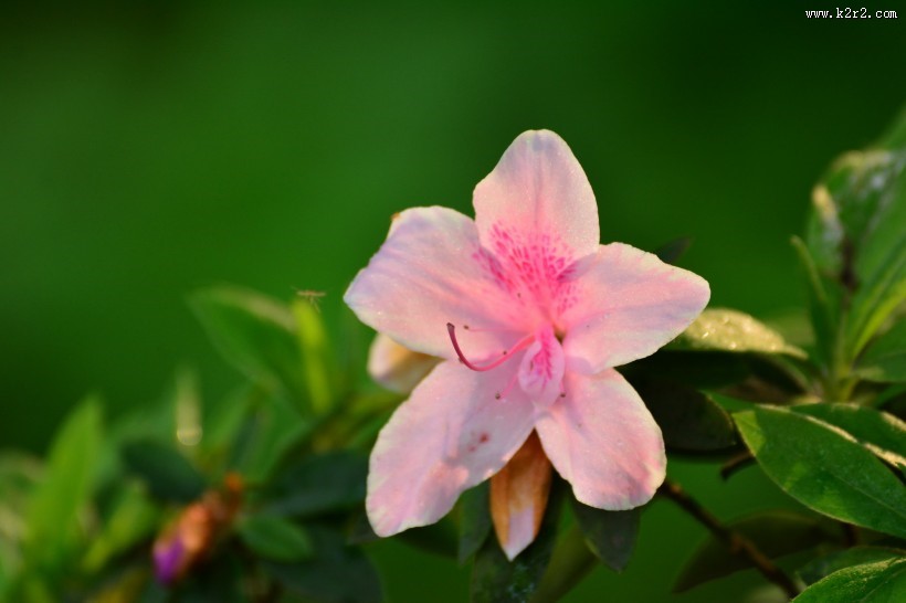 杜鹃花图片第7张