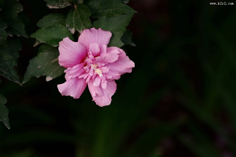 粉色木槿花图片