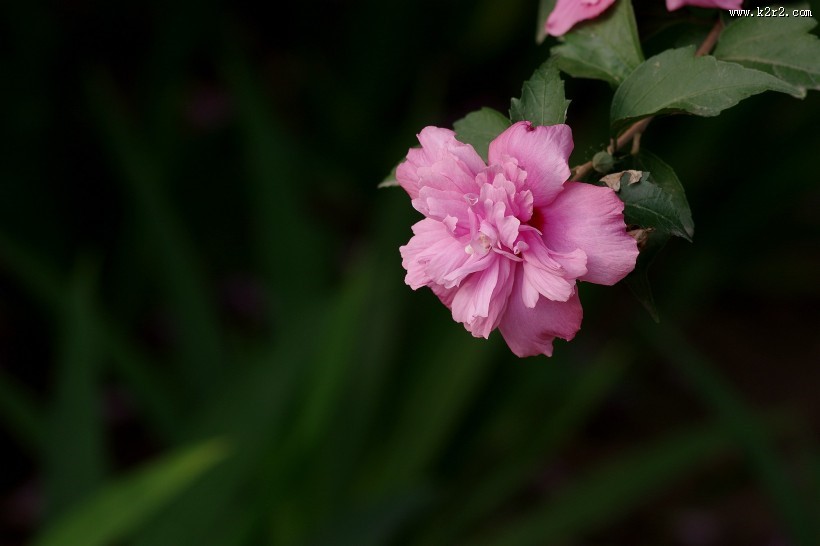 粉色木槿花图片