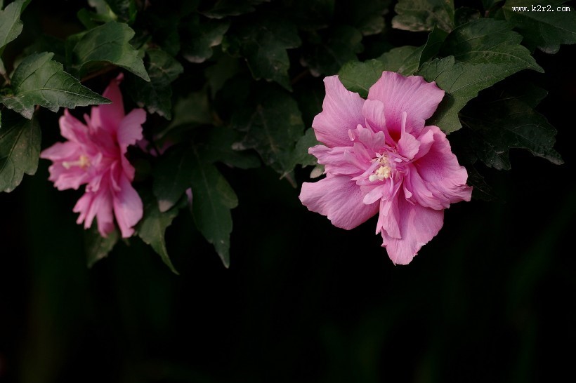 粉色木槿花图片
