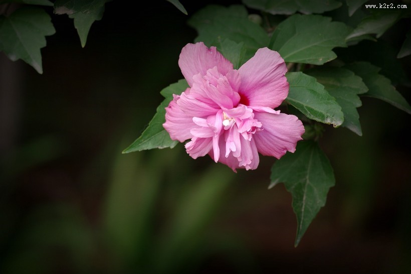 粉色木槿花图片