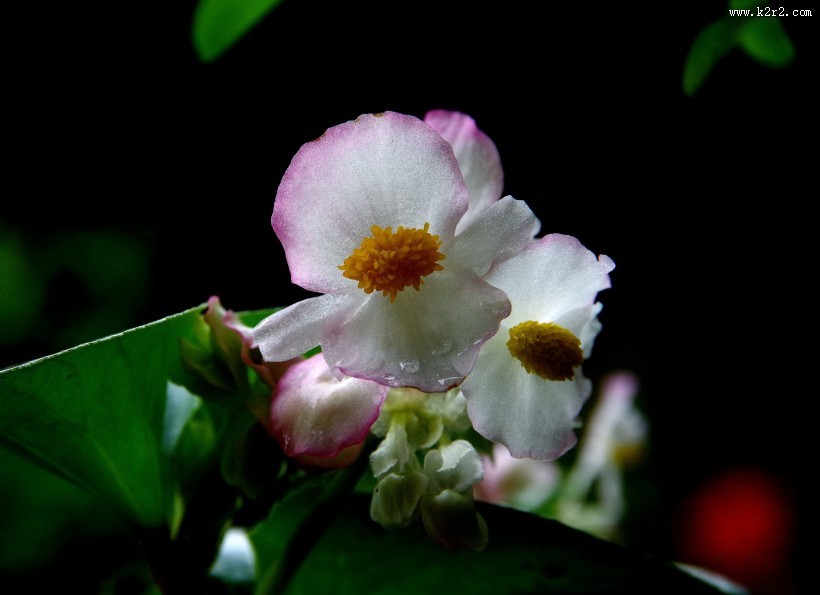 四季海棠花卉图片