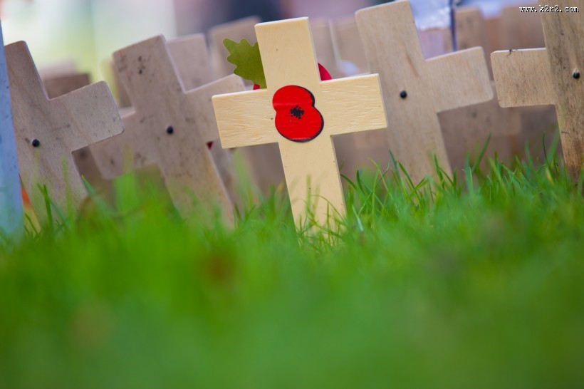 十字上的罂粟花图片