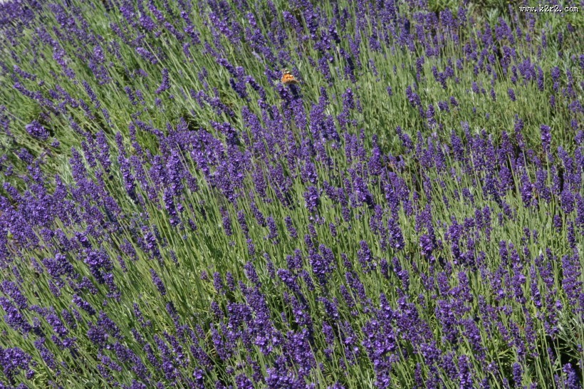薰衣草图片大全
