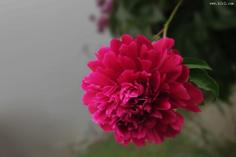 艳丽芍药花图片