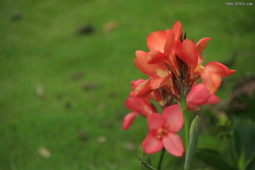 美人蕉图片大全