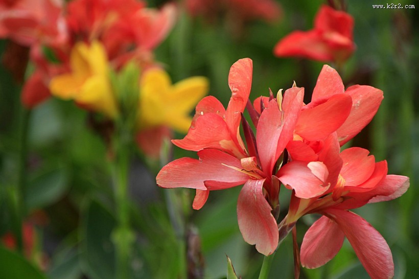 美人蕉图片大全