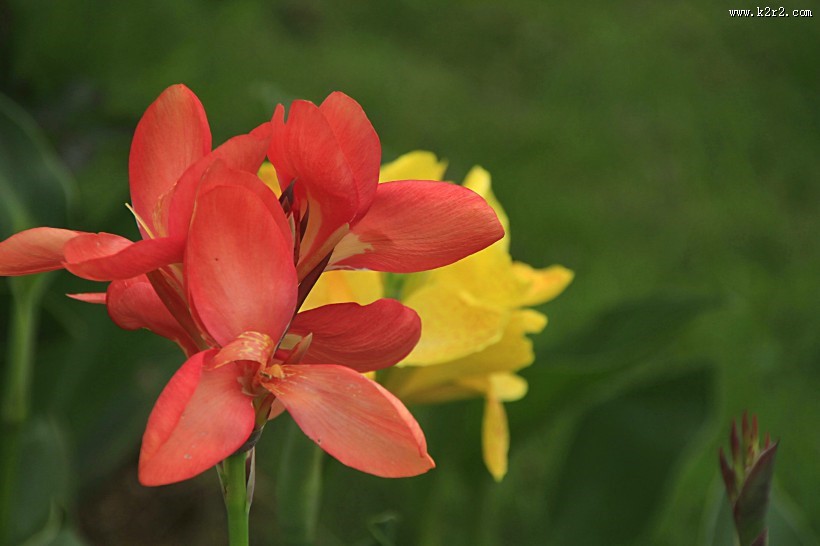 美人蕉图片大全