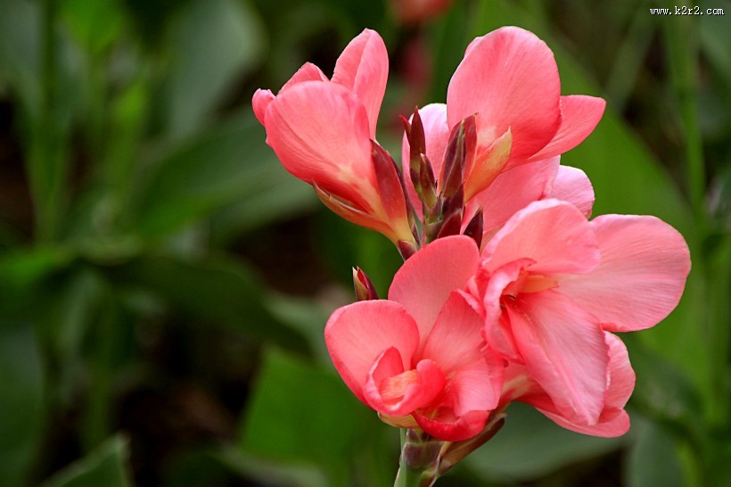 美人蕉图片大全