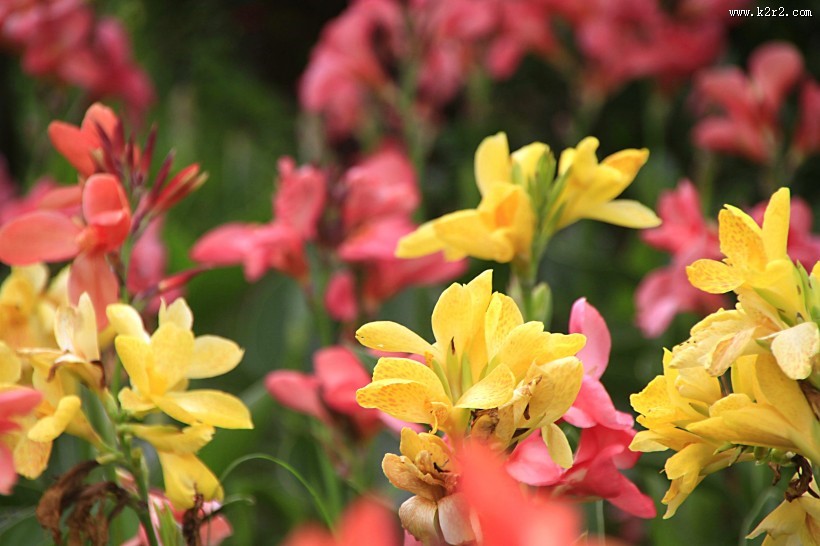 美人蕉图片大全