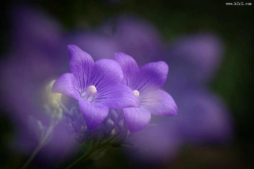 紫色桔梗花图片
