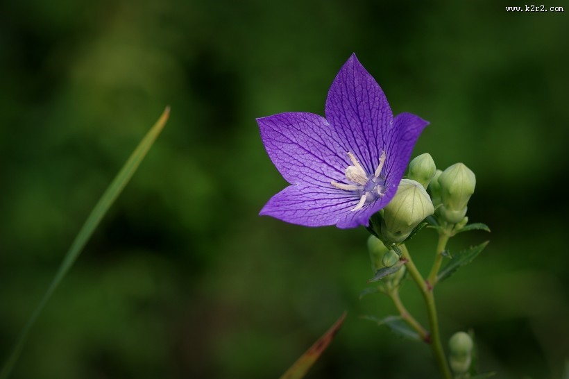 紫色桔梗花图片
