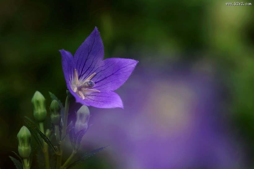 紫色桔梗花图片