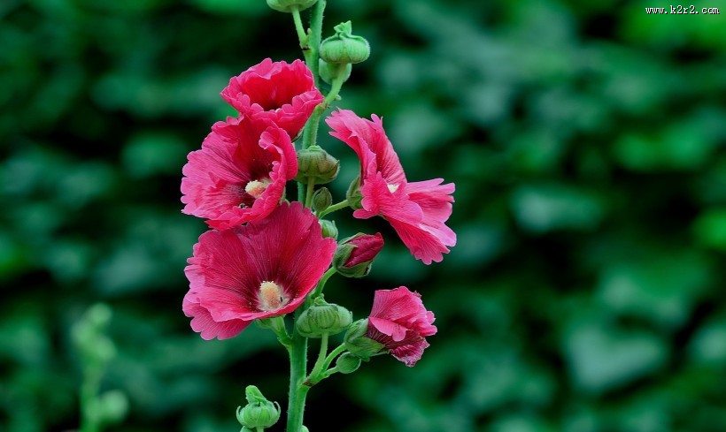 蜀葵花图片