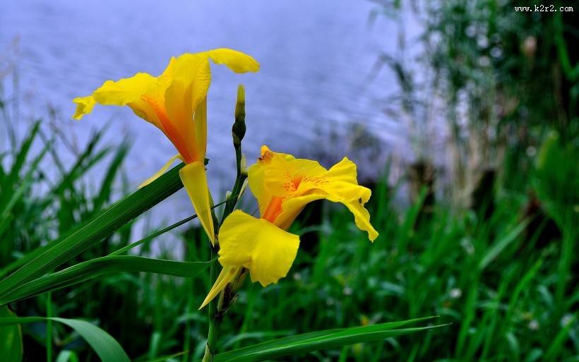 美人蕉图片大全