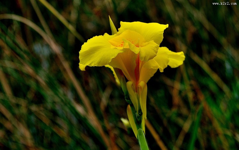 美人蕉图片大全