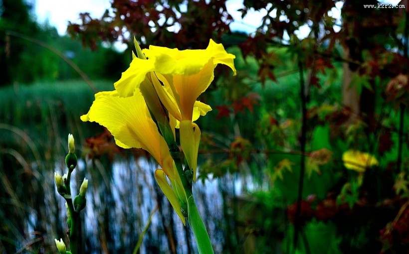 美人蕉图片大全