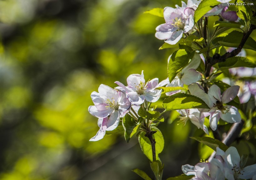 苹果花图片