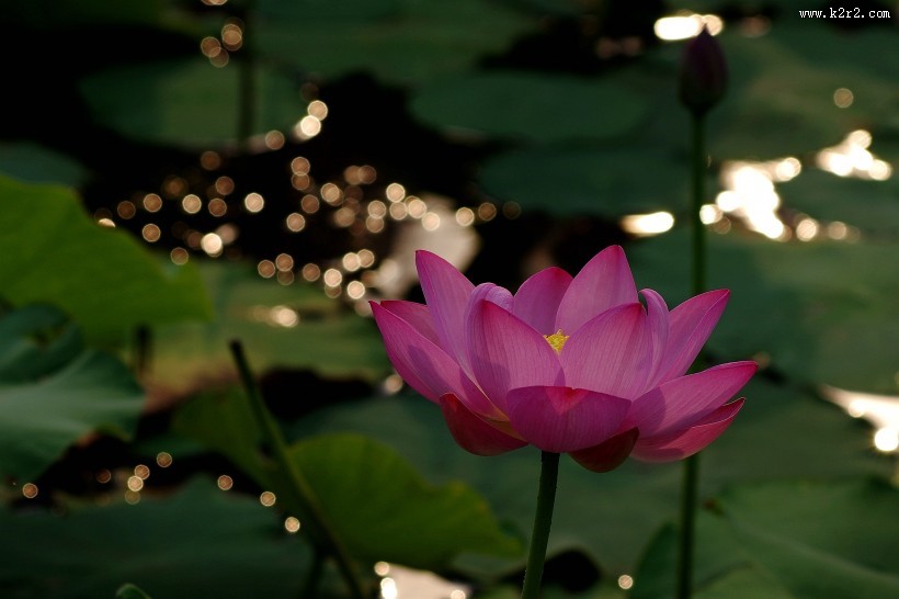 星光下的荷花图片