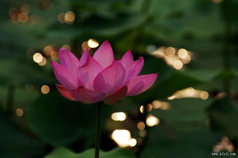 星光下的荷花图片