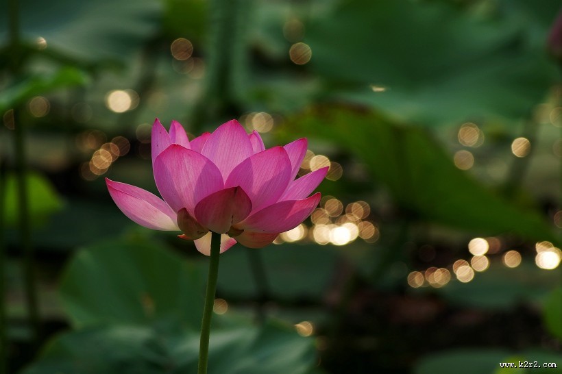 星光下的荷花图片