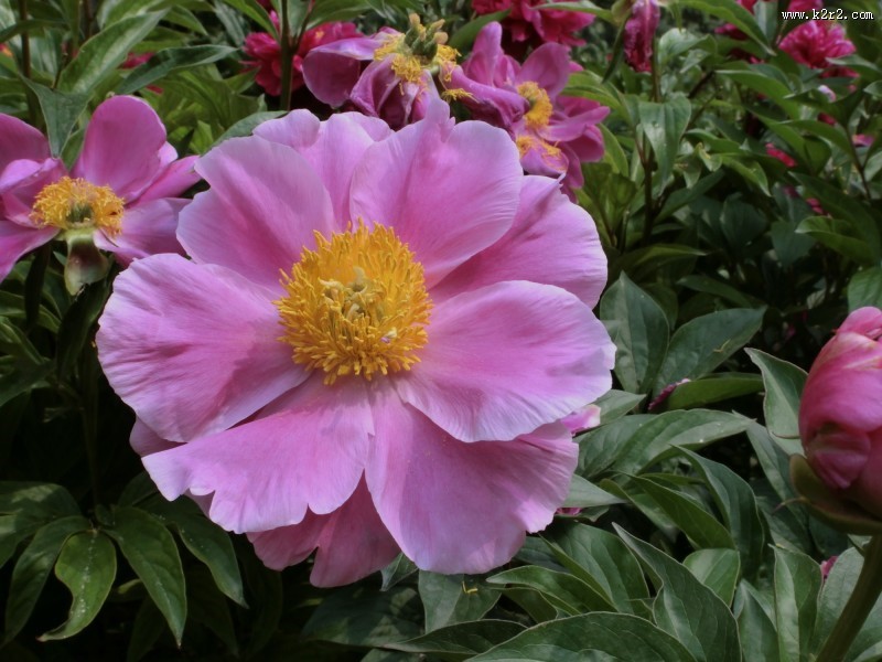 芍药花图片大全