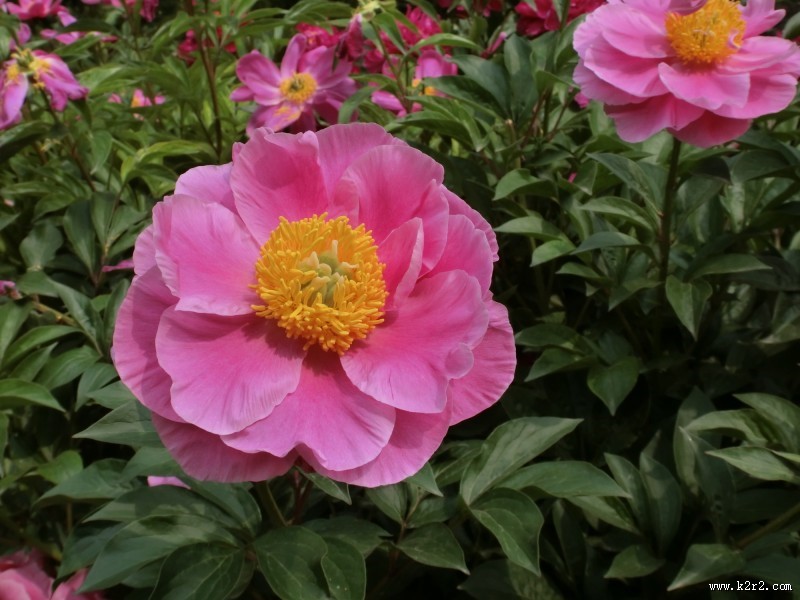 芍药花图片大全