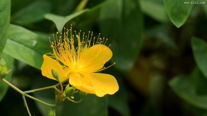 金丝桃图片大全