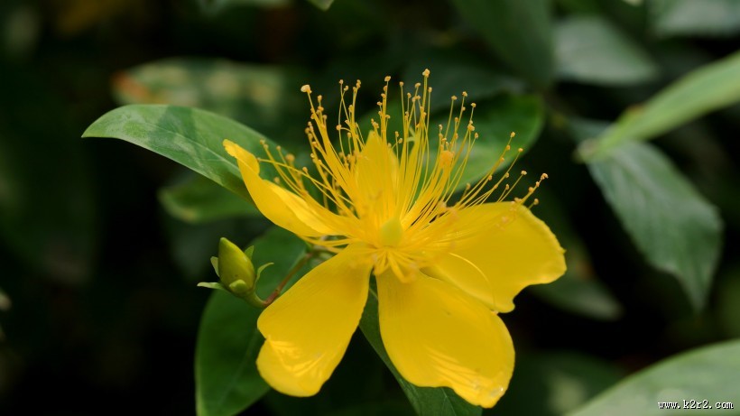 金丝桃图片大全