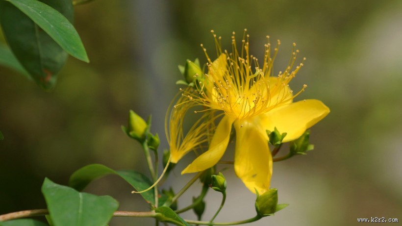 金丝桃图片大全