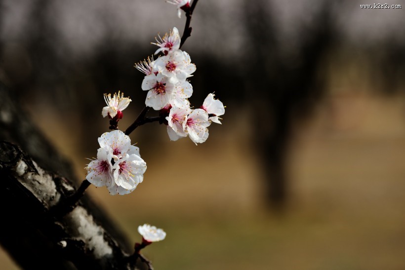 杏花图片