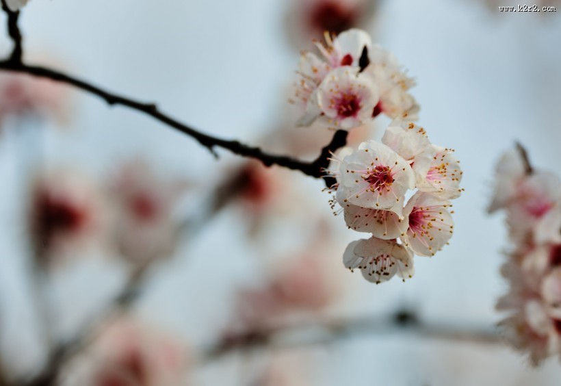 杏花图片