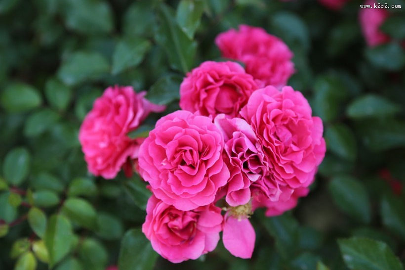 月季花图片大全