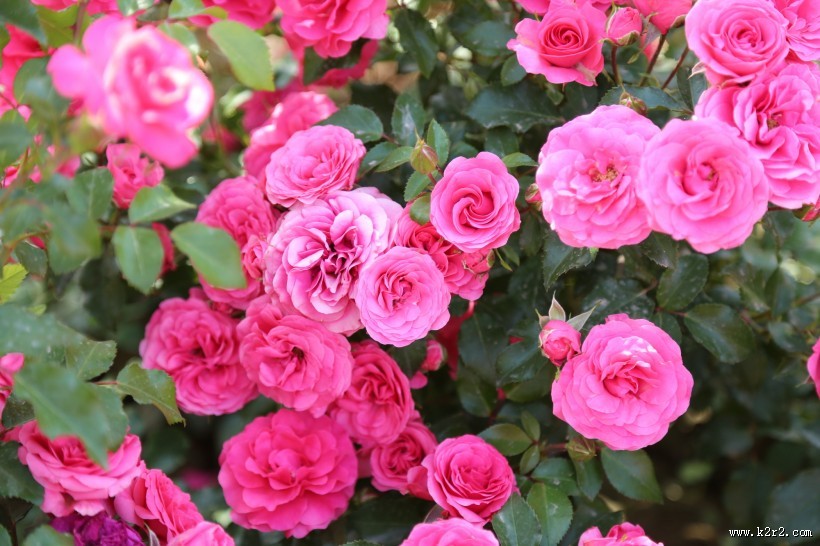 月季花图片大全