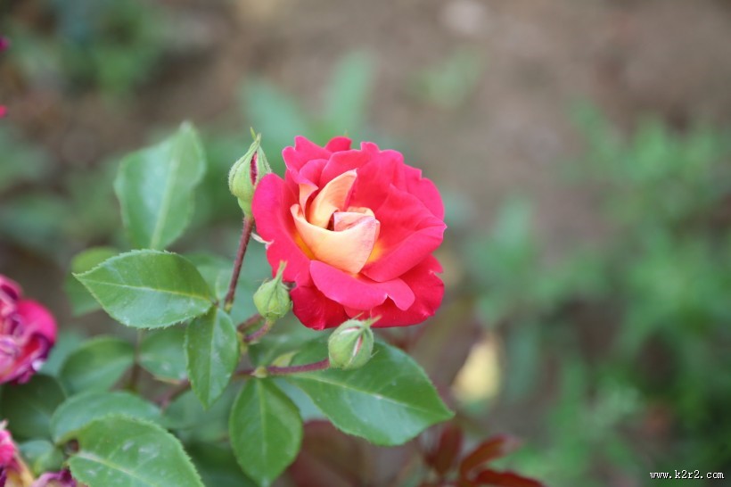 月季花图片大全