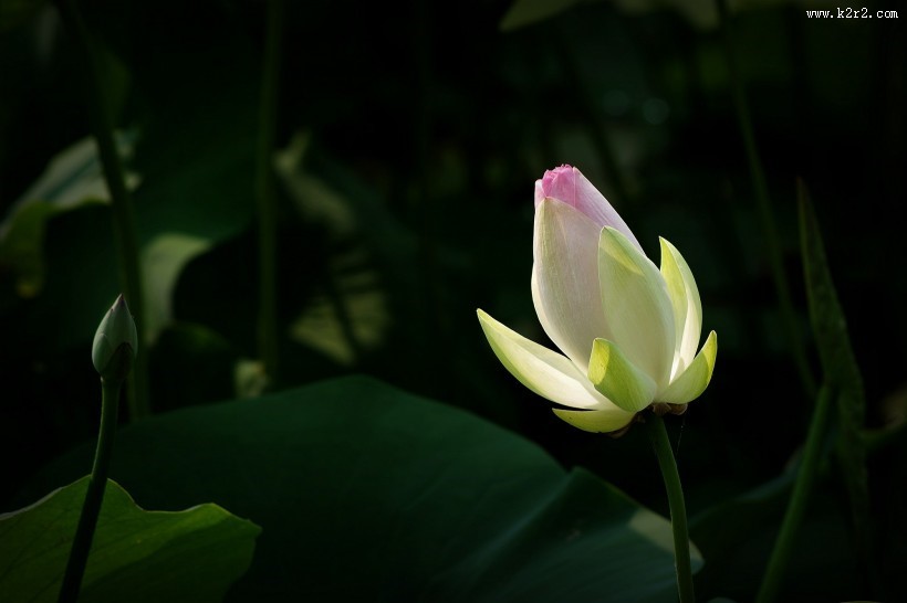 莲花图片 荷花图片