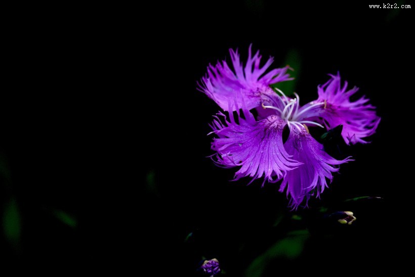 石竹花图片大全