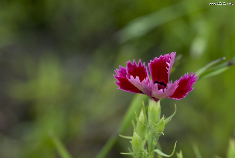 石竹花图片大全
