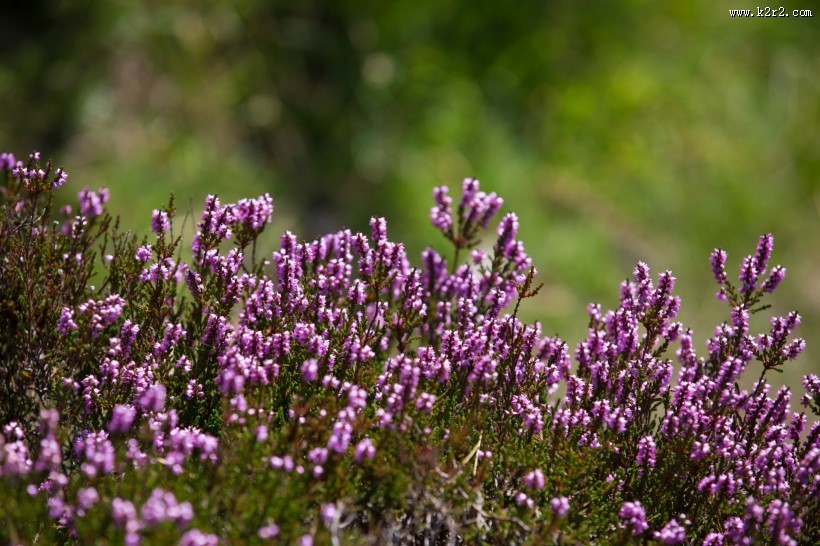 石楠花图片大全