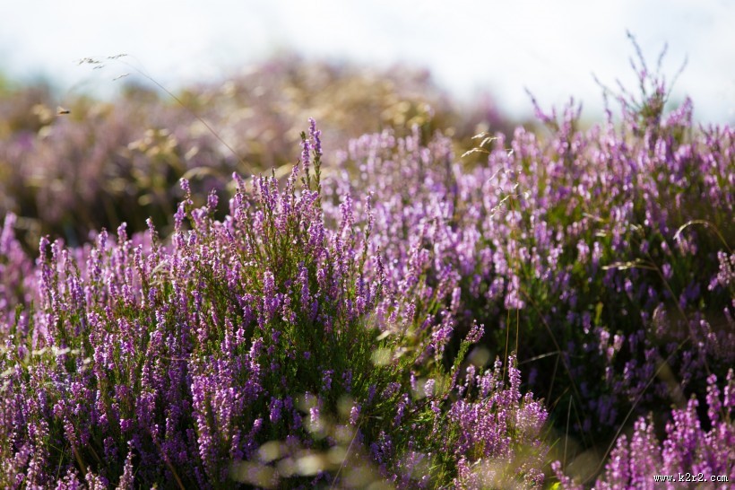 石楠花图片大全