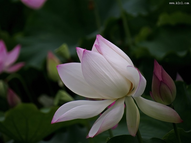 柔美的荷花图片